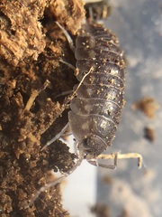 Oniscidea