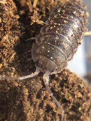 Oniscidea
