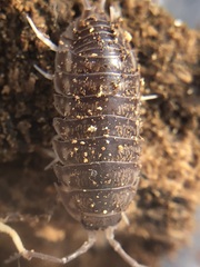 Oniscidea