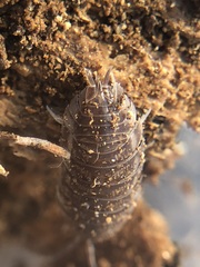 Oniscidea