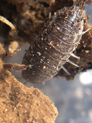 Oniscidea
