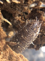 Oniscidea