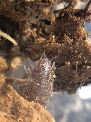Oniscidea