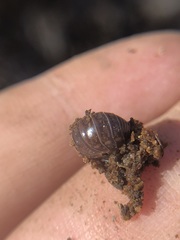 Oniscidea