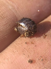 Oniscidea
