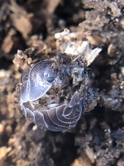 Oniscidea