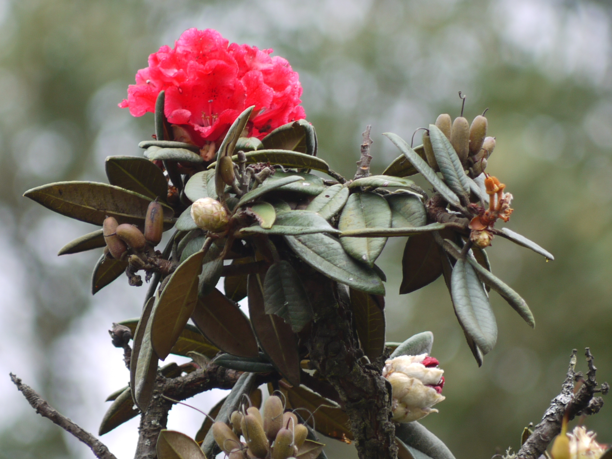 Rhododendron arboreum subsp. nilagiricum (Zenker) Tagg