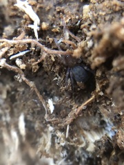 Amaurobius