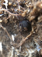 Amaurobius