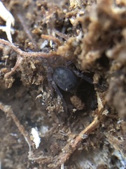 Amaurobius