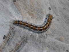 Malacosoma incurva