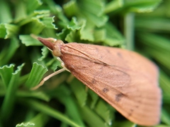 Uresiphita reversalis