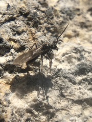 Prenolepis nitens