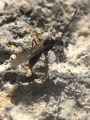 Prenolepis nitens