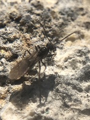 Prenolepis nitens