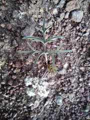 Lomatium lithosolamans