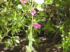 Penstemon × parishii
