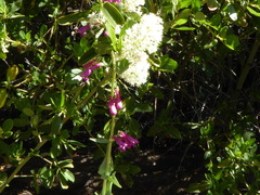 Penstemon × parishii