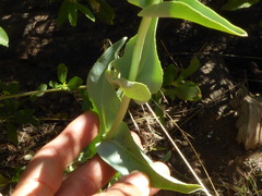 Penstemon × parishii