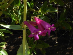 Penstemon × parishii
