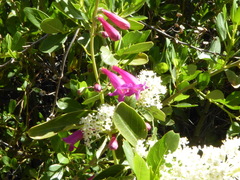 Penstemon × parishii