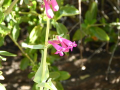 Penstemon × parishii