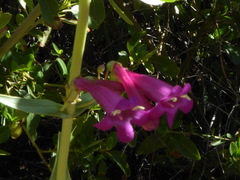 Penstemon × parishii