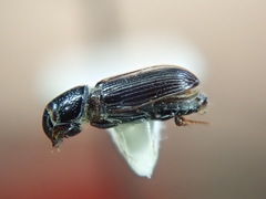 Pleurophorus caesus
