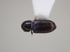 Pleurophorus caesus