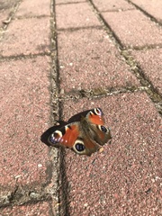 Aglais io