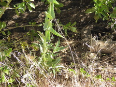 Penstemon × parishii