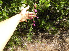 Penstemon × parishii