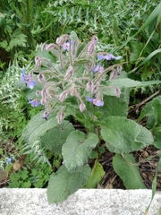 Borago officinalis