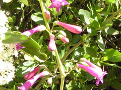 Penstemon × parishii