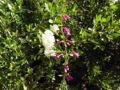 Penstemon × parishii