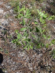 Baptisia lecontei