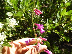 Penstemon × parishii