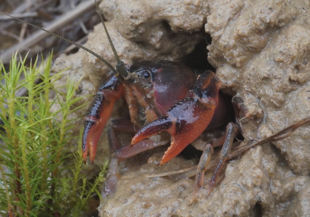 Mimic Crayfish