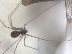 Hoplopholcus forskali