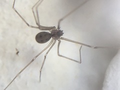 Hoplopholcus forskali