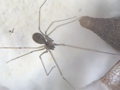 Hoplopholcus forskali