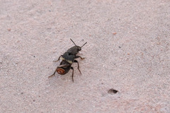 Platydracus incognitus