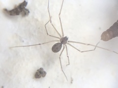 Hoplopholcus forskali