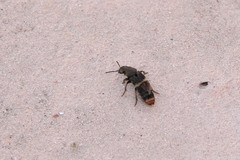 Platydracus incognitus