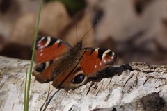 Aglais io