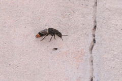 Platydracus incognitus