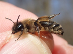Andrena bimaculata