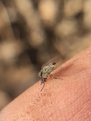 Diptera
