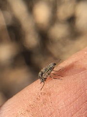 Diptera