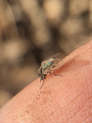 Diptera